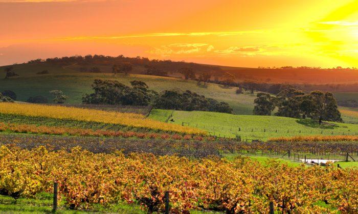 Australian University Finds New Strategy to Prevent Smoke Taint in Wine Grapes