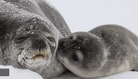 Photo of Seal Pup Kissing Mom Goes Viral (Video)