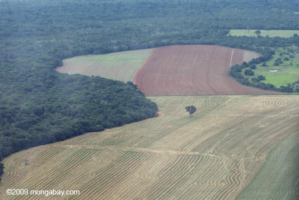 Brazil Confirms Rising Deforestation in the Amazon