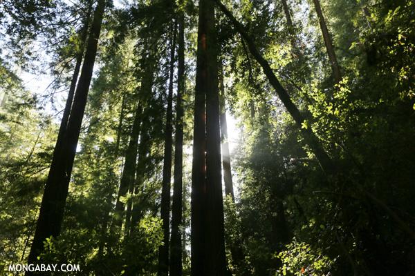 Temperate Rainforests Threatened By Global Warming
