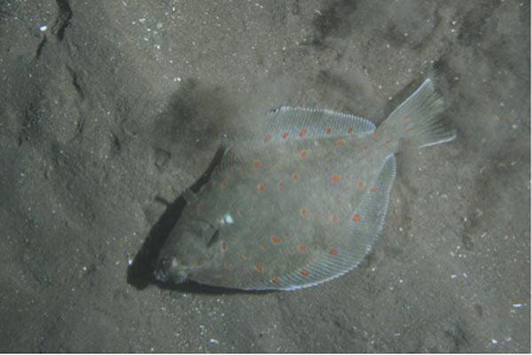 Commercial Flat Fish Shrinking in Size From Bottom Trawling