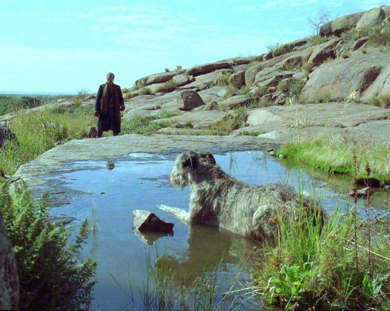 Gunnar Dinesen (Viggo Mortensen) finds a dog sitting in a puddle in the middle of grass, in "Jauja." (The Cinema Guild)