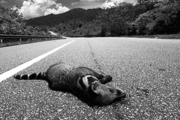 Southeast Asia Roads Hurting Wildlife and Forests