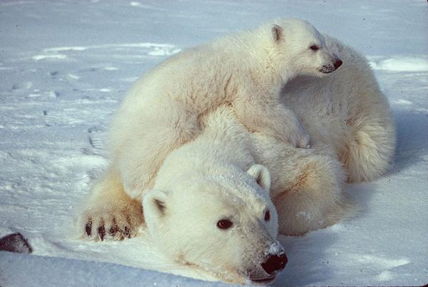 The Great Arctic Decline: Another Sea Ice Record Broken