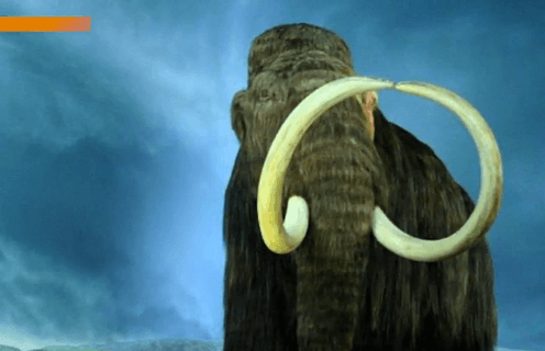 Scientists Add Woolly Mammoth DNA to Elephant Cells (Video)