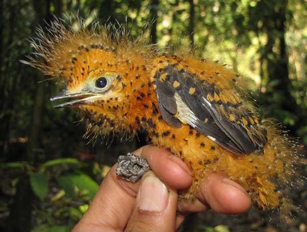 Bizarre Mimicry in the Amazon Rainforest