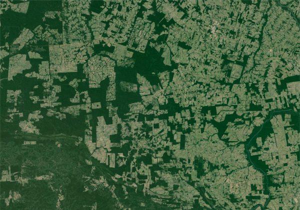 World’s Fragmented Forests Are Deteriorating