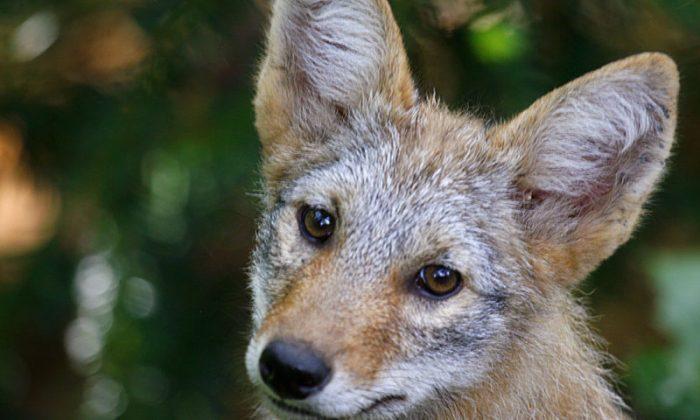 Coyote Finds a Way Into Airport but Is Quickly Trapped