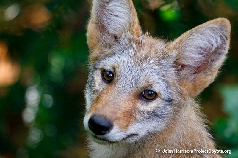Coyotes in New York City – We Have Nothing to Fear