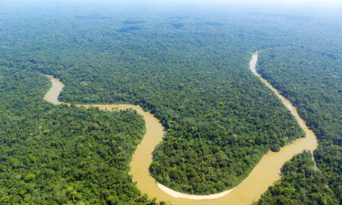 Amazon Carbon Sink Is in Decline as Trees Die Off Faster