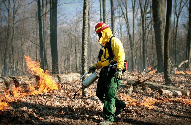 Why Forest Managers Want to Set Fires but Can’t