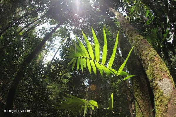 Forest Exploitation Moratorium Extended in Indonesia