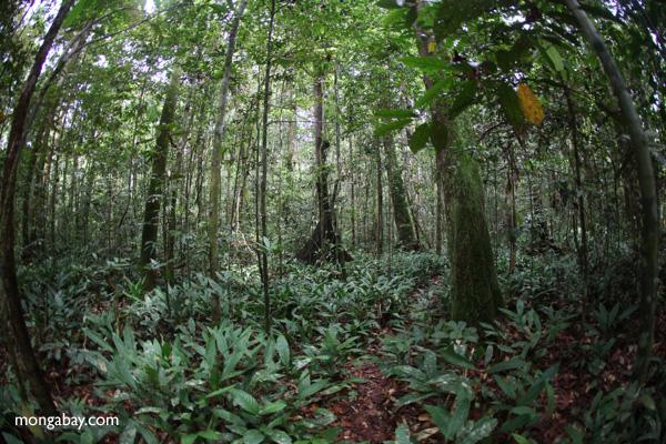 Reforestation Programs May Reduce Illegal Logging 