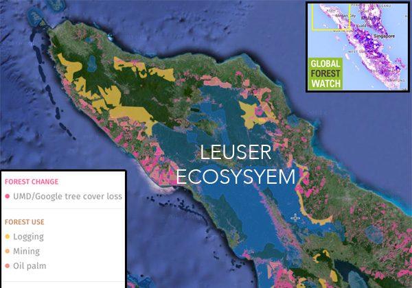 Forest in Indonesia Threatened by Logging and Plantations