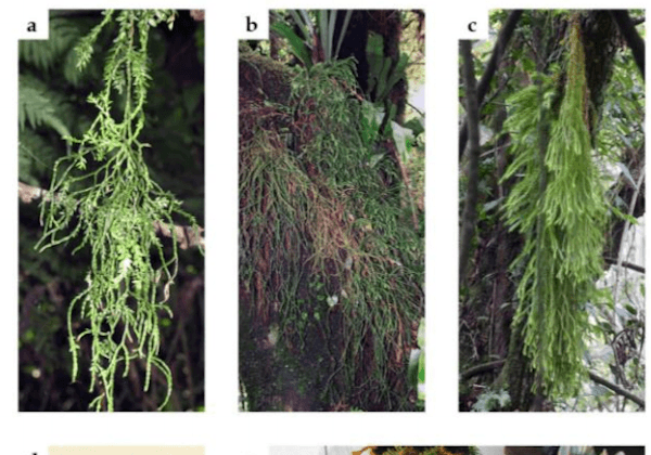 Extinction  Possible for Club Mosses in Mexico