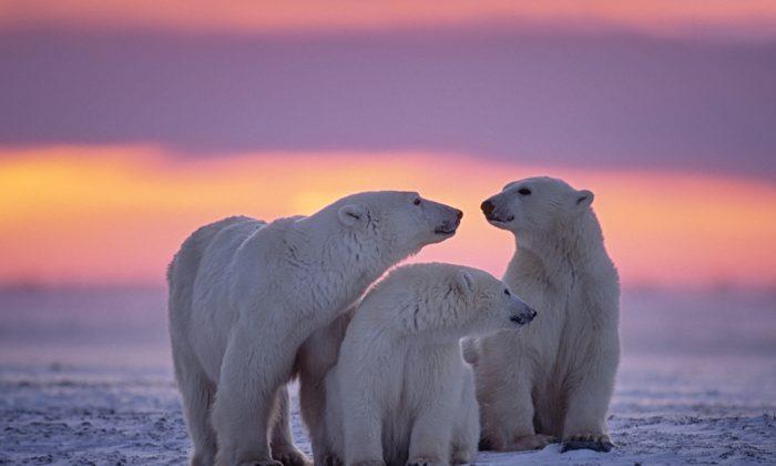 This Is How Polar Bears Deal With Climate Change