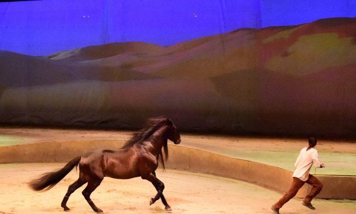 ‘Cavalia’: Equestrian show spectacular