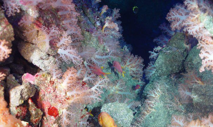 Quick Warm-Up Dooms Seafloor to Long Recovery