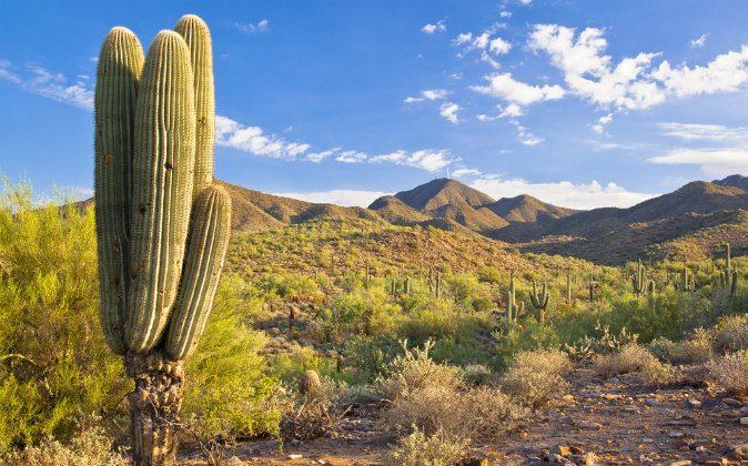 Desert Adventure: Phoenix Arizona