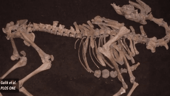 300-Year-Old Camel Skeleton Found Buried Beneath Cellar in Austria (Video)