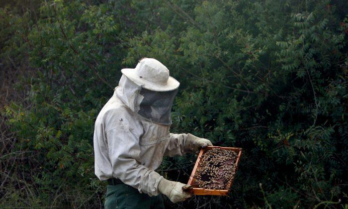 WATCH: Gigantic 100-Pound Beehive Removed from Florida Tree