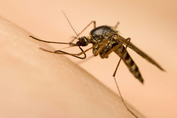 Close-up of a mosquito sucking blood via Shutterstock*