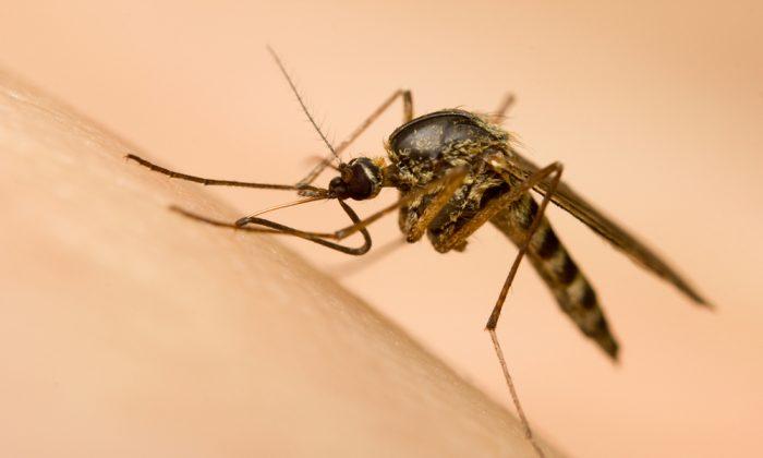 How to Prevent Malaria While Travelling