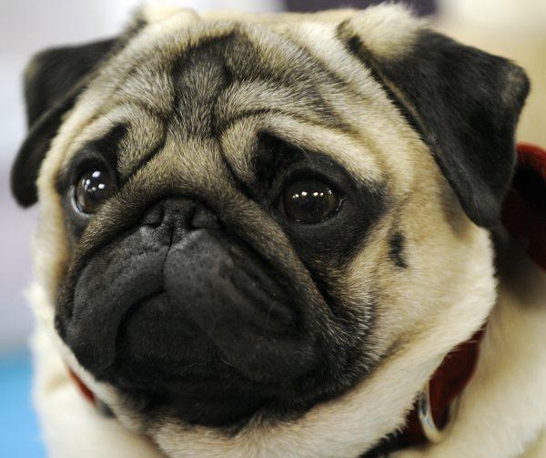 A pug rests backstage during the 2009 133rd Westminster Kennel Club dog show at Madison Square Garden in New York February 10, 2009. AFP PHOTO/ TIMOTHY A. CLARY (Photo credit should read TIMOTHY A. CLARY/AFP/Getty Images)