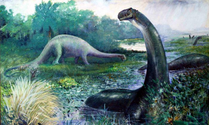 Why Brontosaurus Is No Longer a Dirty Word for Dinosaur Hunters
