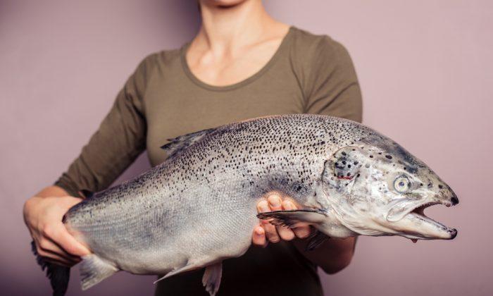 Petition Calls for More Deliberation for GMO Salmon