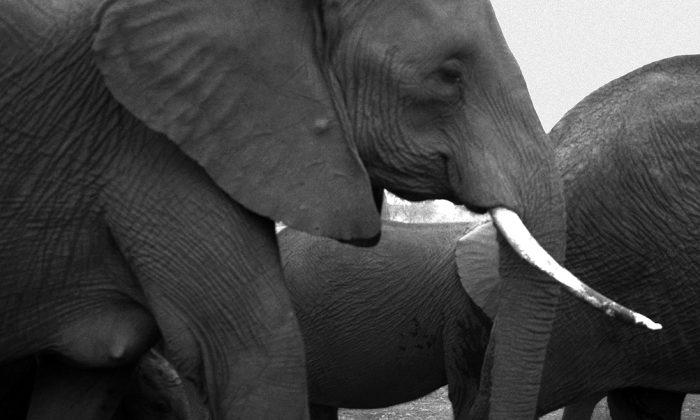 The Colossus of Existence: Why the Elephant Is Invaluable