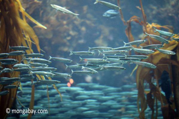 Overfishing Leads to Crashes in Sardines and Other Forage Fish