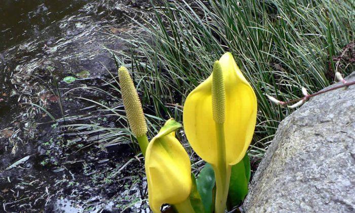 Skunk Cabbage Blooms Are a Stinky Herald of Spring