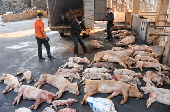 China Finds African Swine Fever on Four Farms in a Single Day