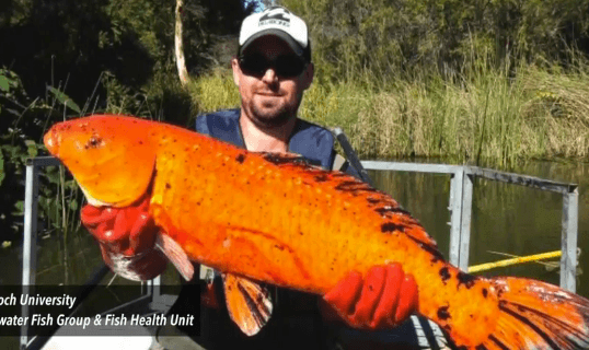 Monstrous Former Pet Fish Take Over Western Australian Rivers (Video)