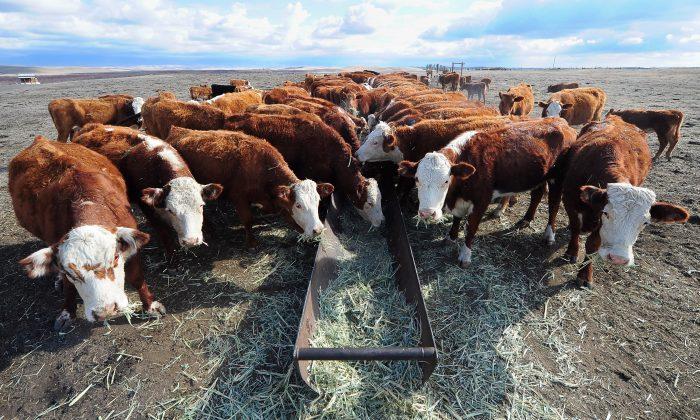 Beef Prices Projected to Keep Rising in 2015—but There’s Good News