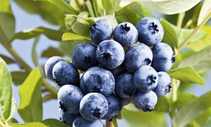 Blueberries for Severe Trauma