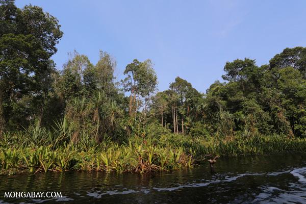 Artificial Swamps May Help Restore Indonesian Rainforest