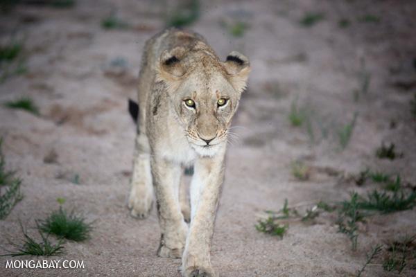 Lion Trophies Banned in Australia