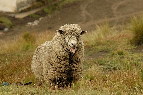 Recycling Abandoned Pasture May Save Forests