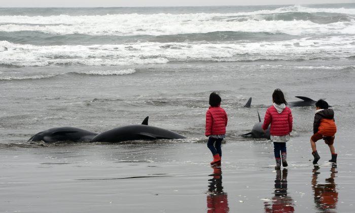 150 Whales Just Beached Themselves in Japan, and Some Think It’s a Sign for Another Huge Earthquake