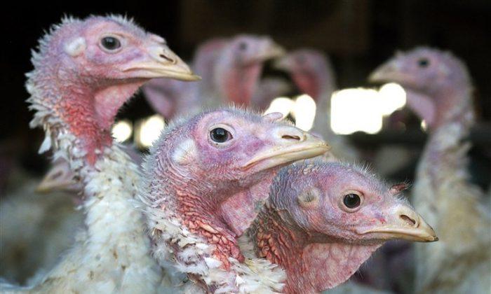 Can Bird Flu Spread to Humans? Can H5N2 Affect Your Pet?