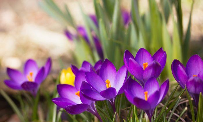 Saffron Protects Against Macular Degeneration