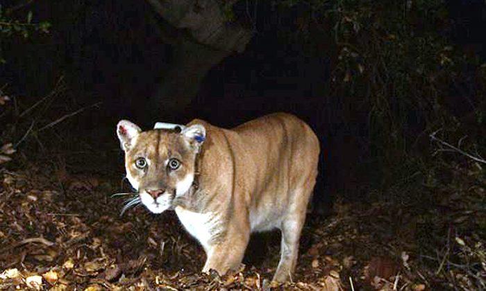 4th Mountain Lion Killed This Year by Vehicle
