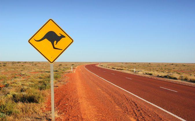 Roger the Kangaroo, Famed for Muscular Frame, Dies in Australia at Age of 12