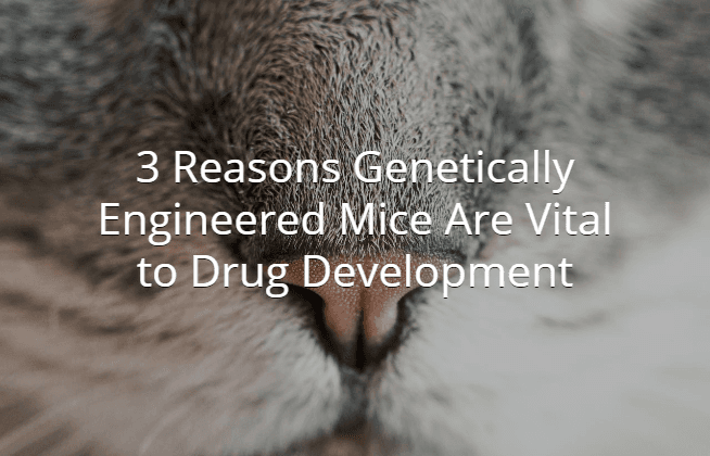 3 Reasons Genetically Engineered Mice Are Vital to Drug Development