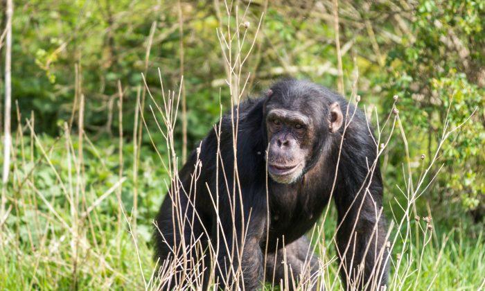 Chimps Enjoy Iced Treats in Whipsnade Zoo