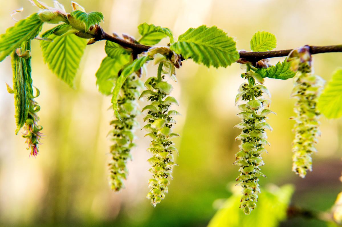 Acupuncture Offers Allergy Relief