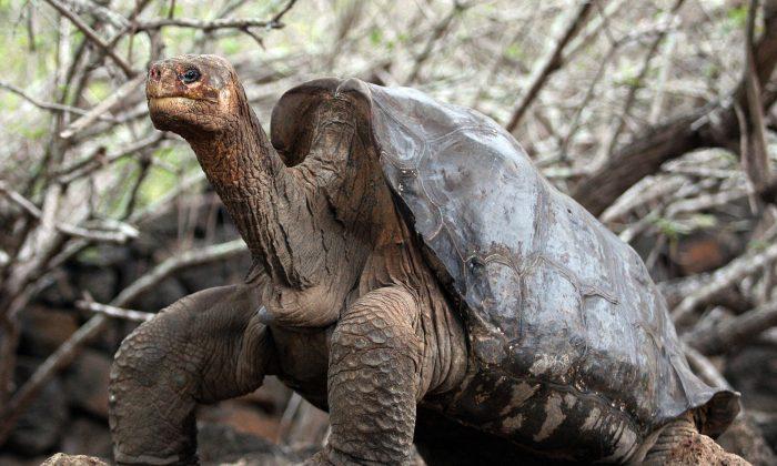 Giant Tortoises Have a Sweet Tooth for Invasive Plants