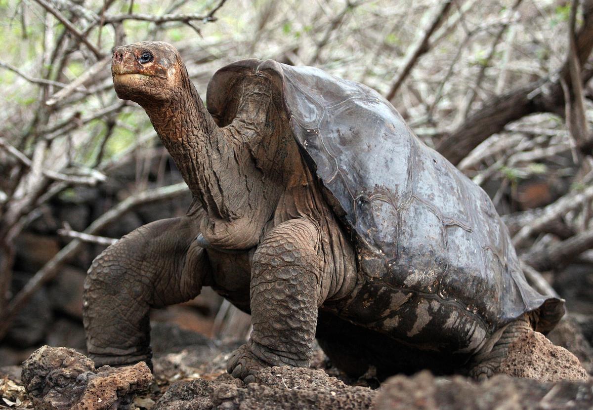 'Extinct' Galapagos Tortoise Found After More Than 100 Years